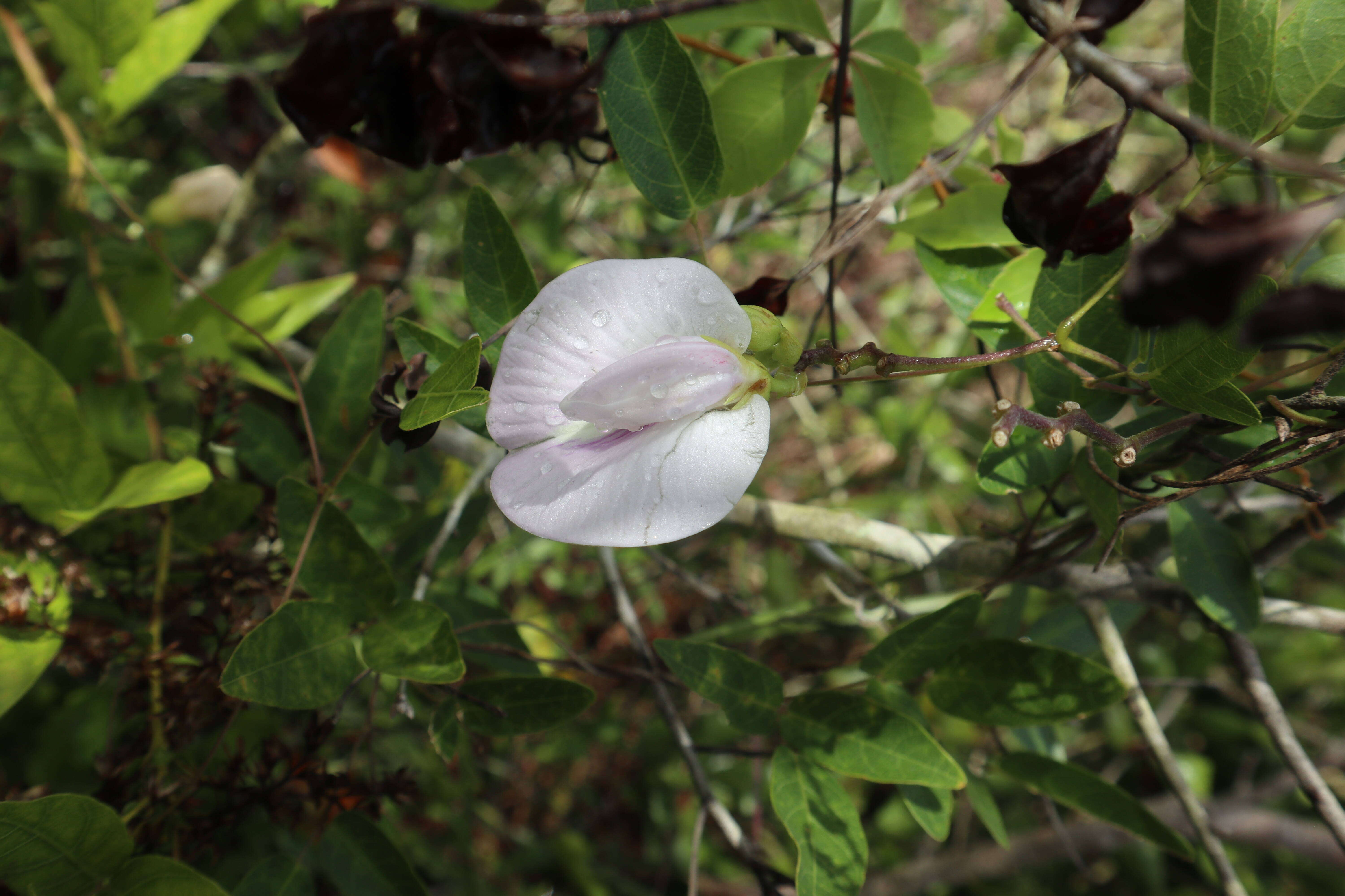Image of pineland butterfly pea