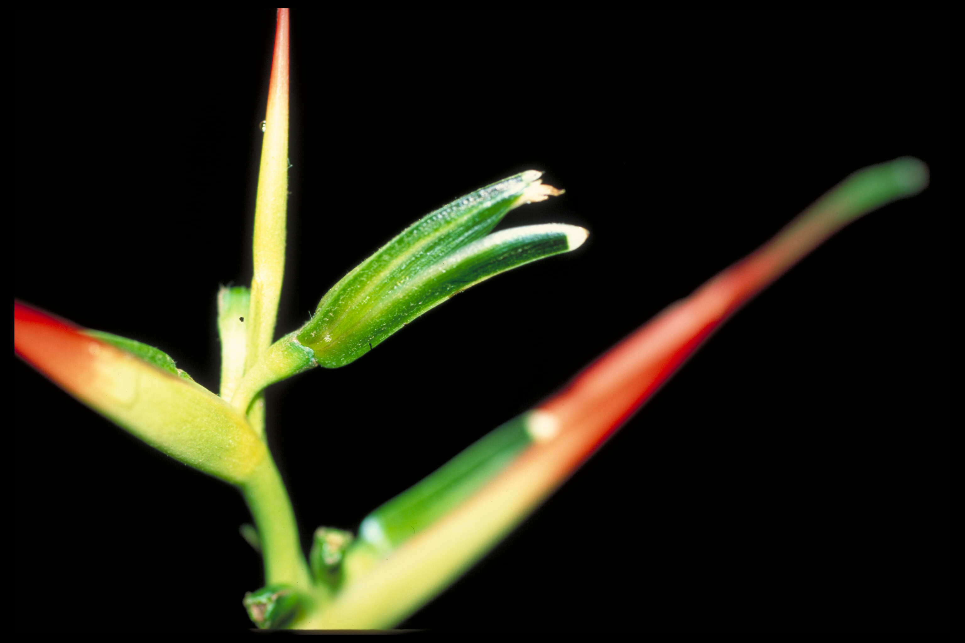 Image of Heliconia brachyantha L. Andersson