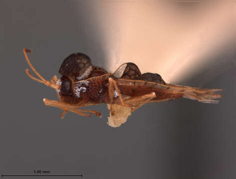 Image of Sphaerocysta nosella Drake & Hambleton 1945