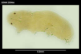 Hypsibius dujardini (Doyère 1840) resmi