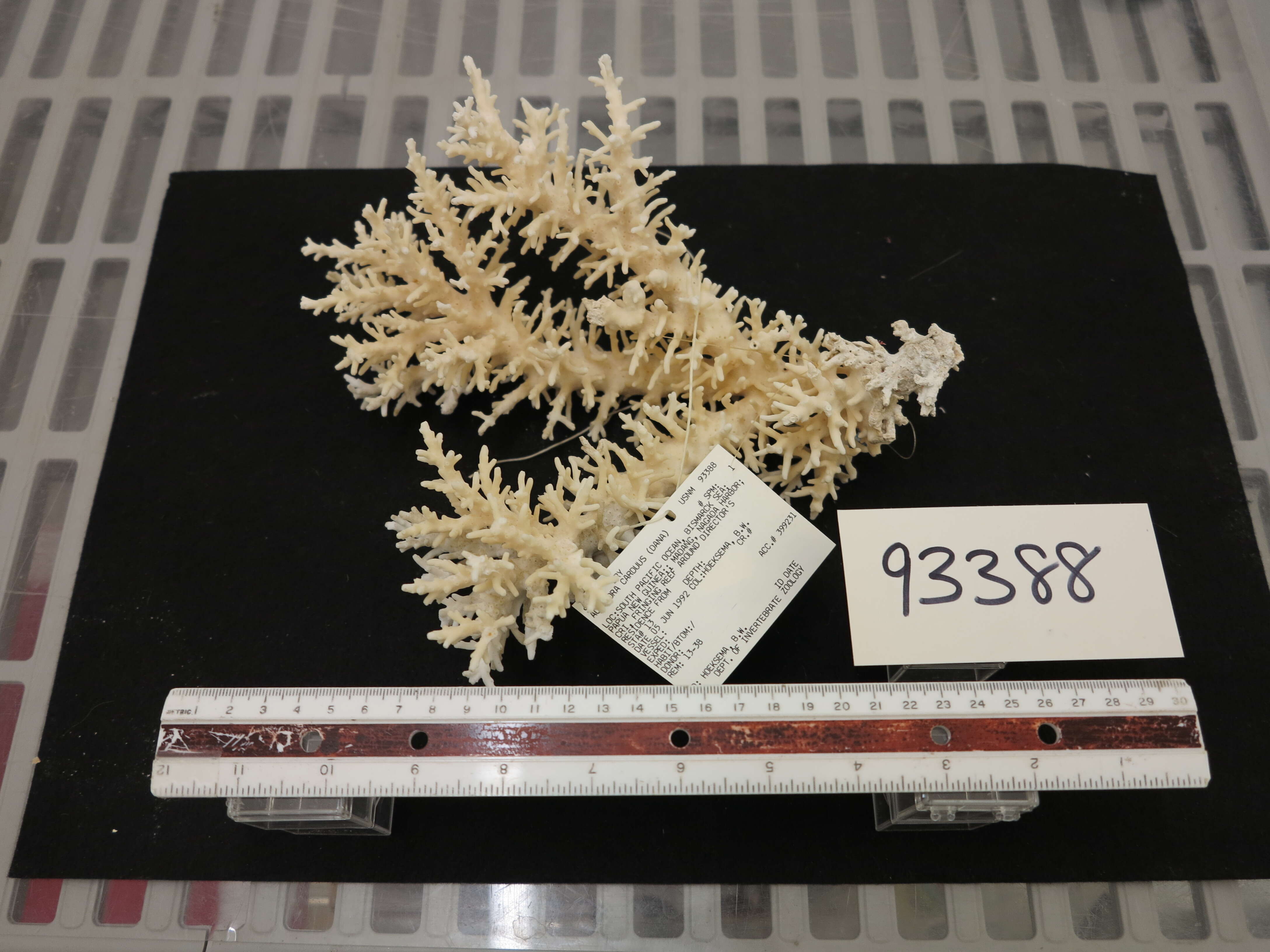 Image of Acropora carduus (Dana 1846)