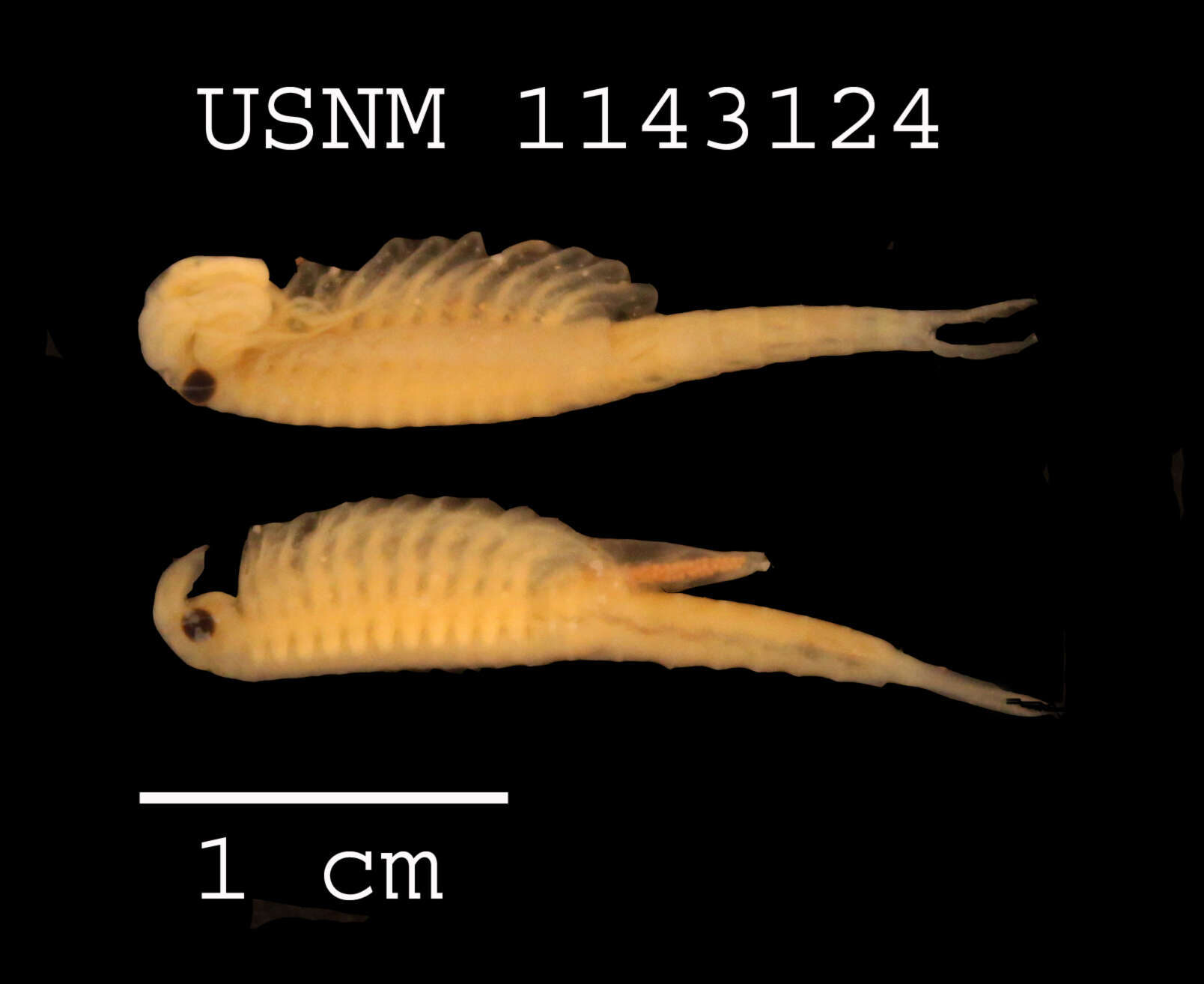 Image of Streptocephalus mackini W. G. Moore 1966