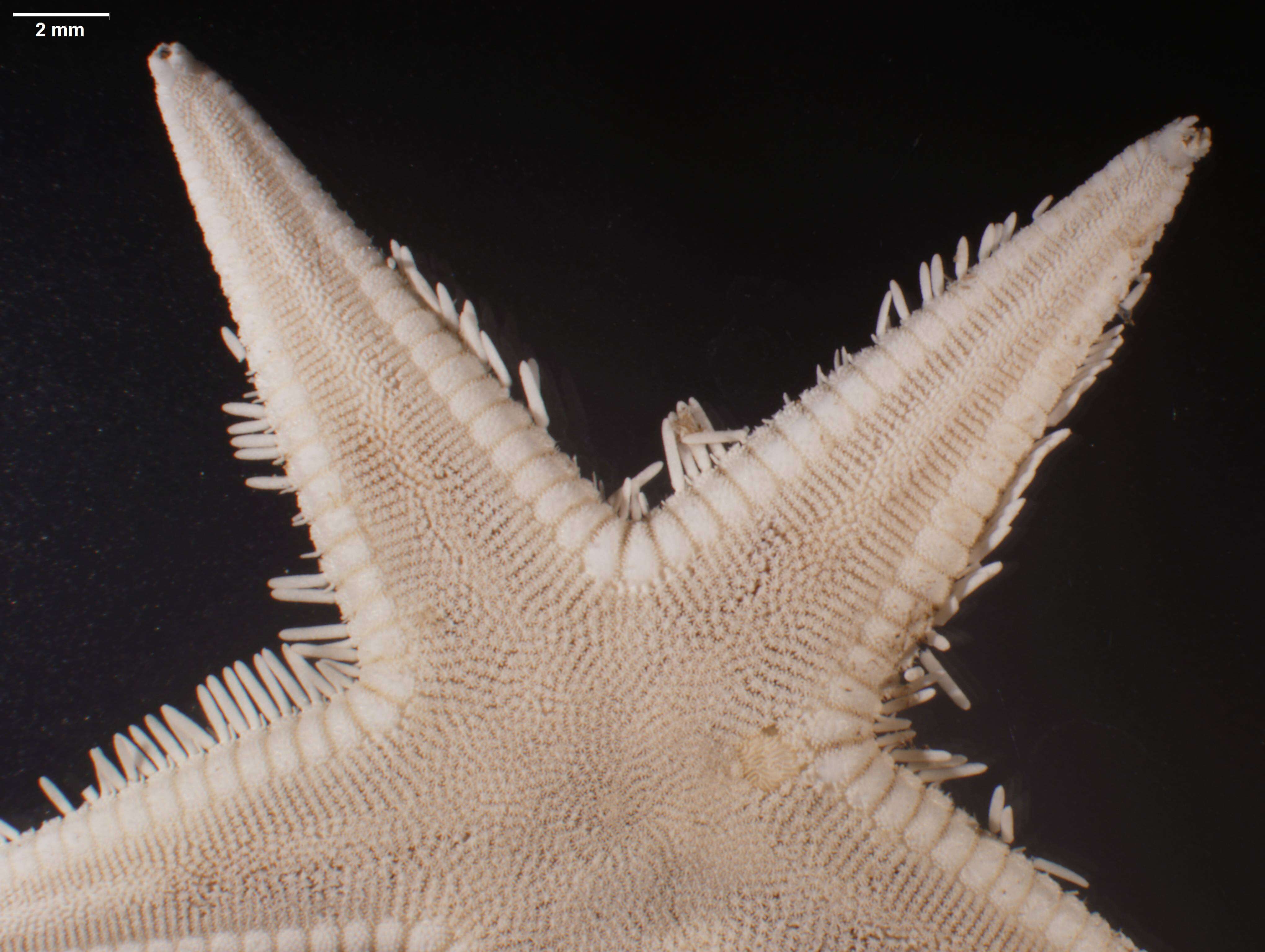 Image of Astropecten marginatus Gray 1840