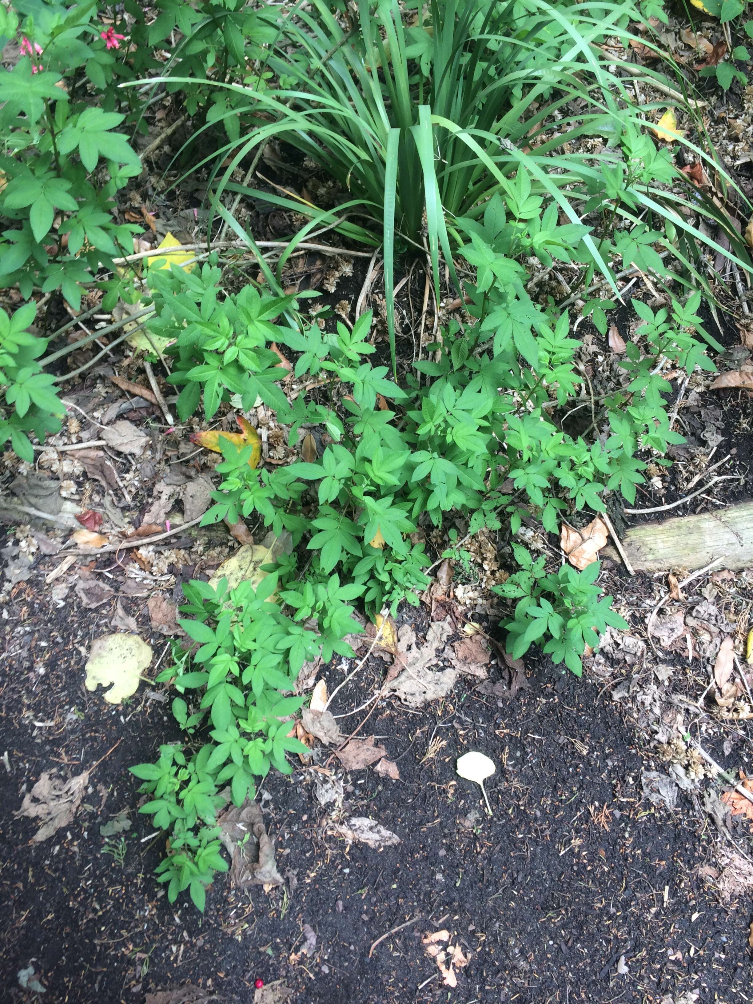 Plancia ëd Tagetes nelsonii Greenm.