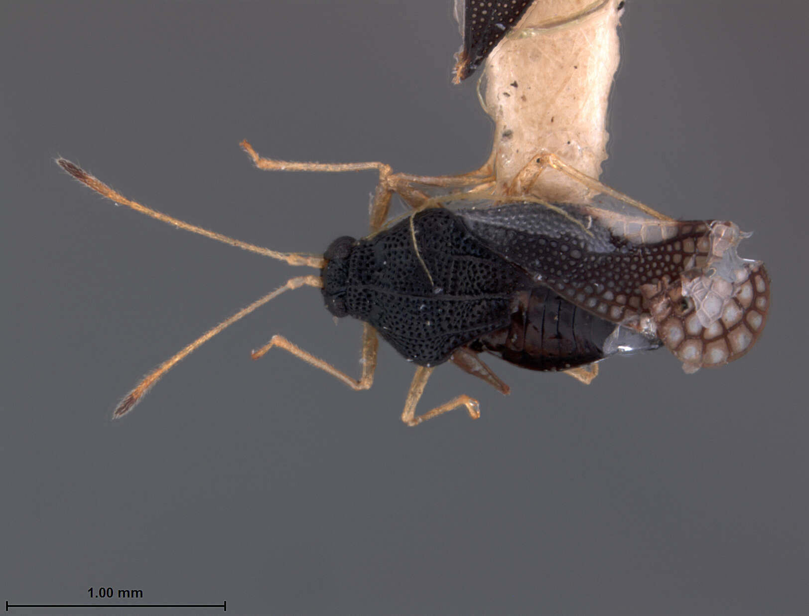 Image of Amblystira socia Drake 1942