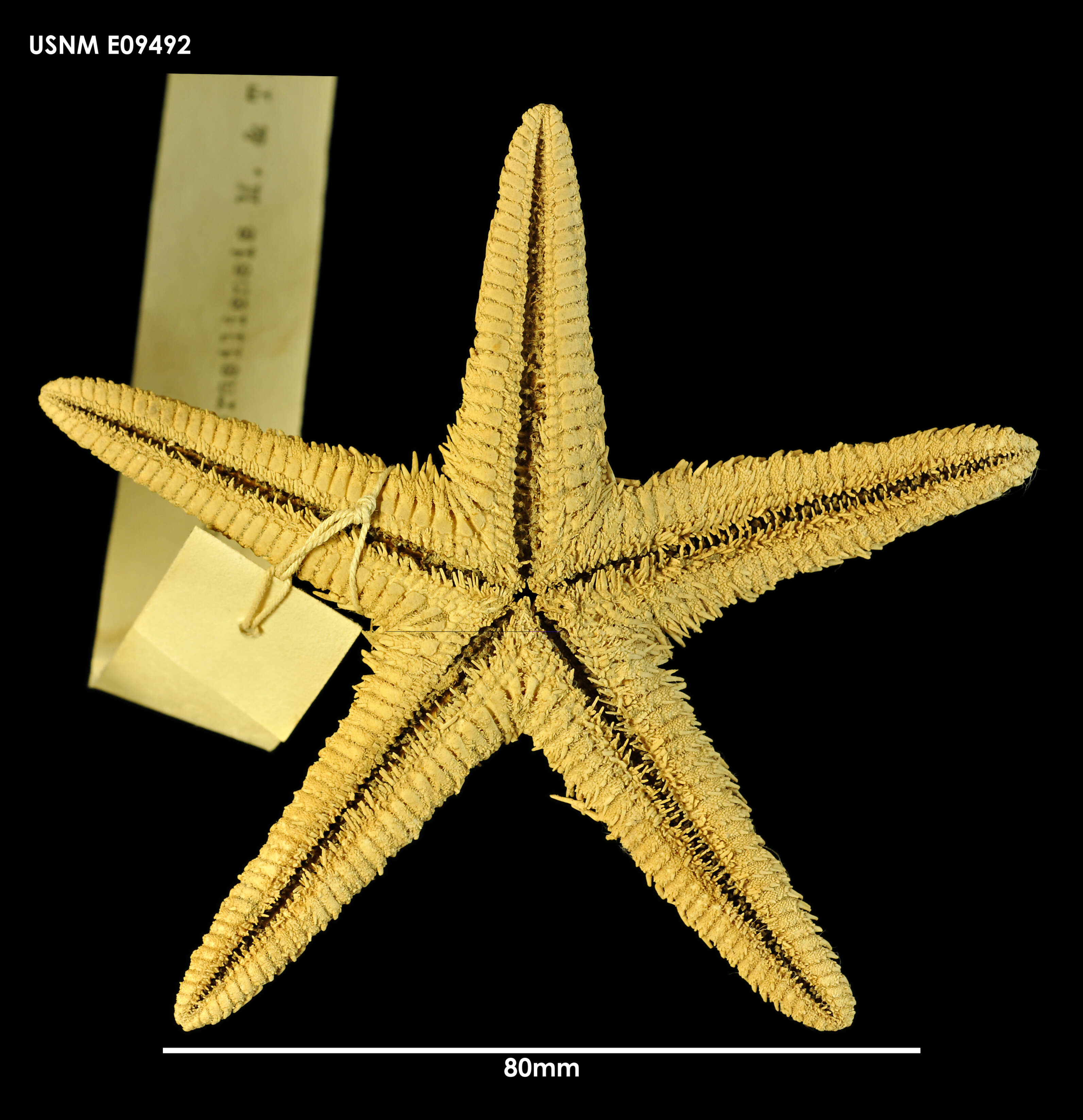 Image of Astropecten brasiliensis Müller & Troschel 1842