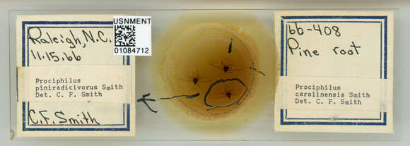 Image of Prociphilus (Prociphilus) piniradicivorus Smith & C. F. 1969