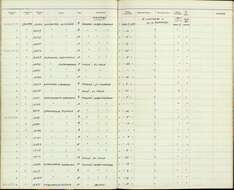 Platyrinchus coronatus superciliaris Lawrence 1863的圖片