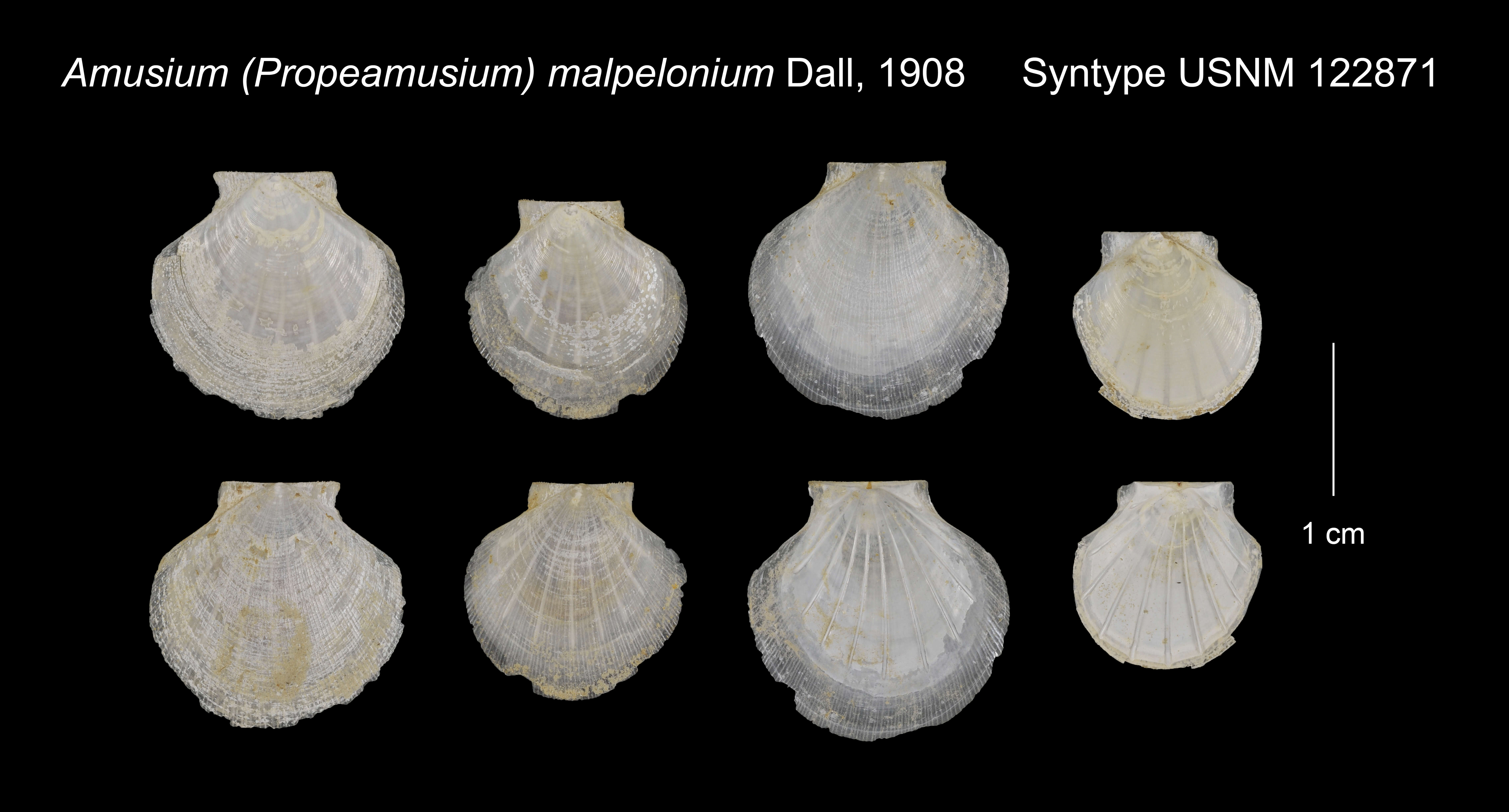 Слика од Propeamussium malpelonium (Dall 1908)