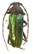 Image of Crioprosopus