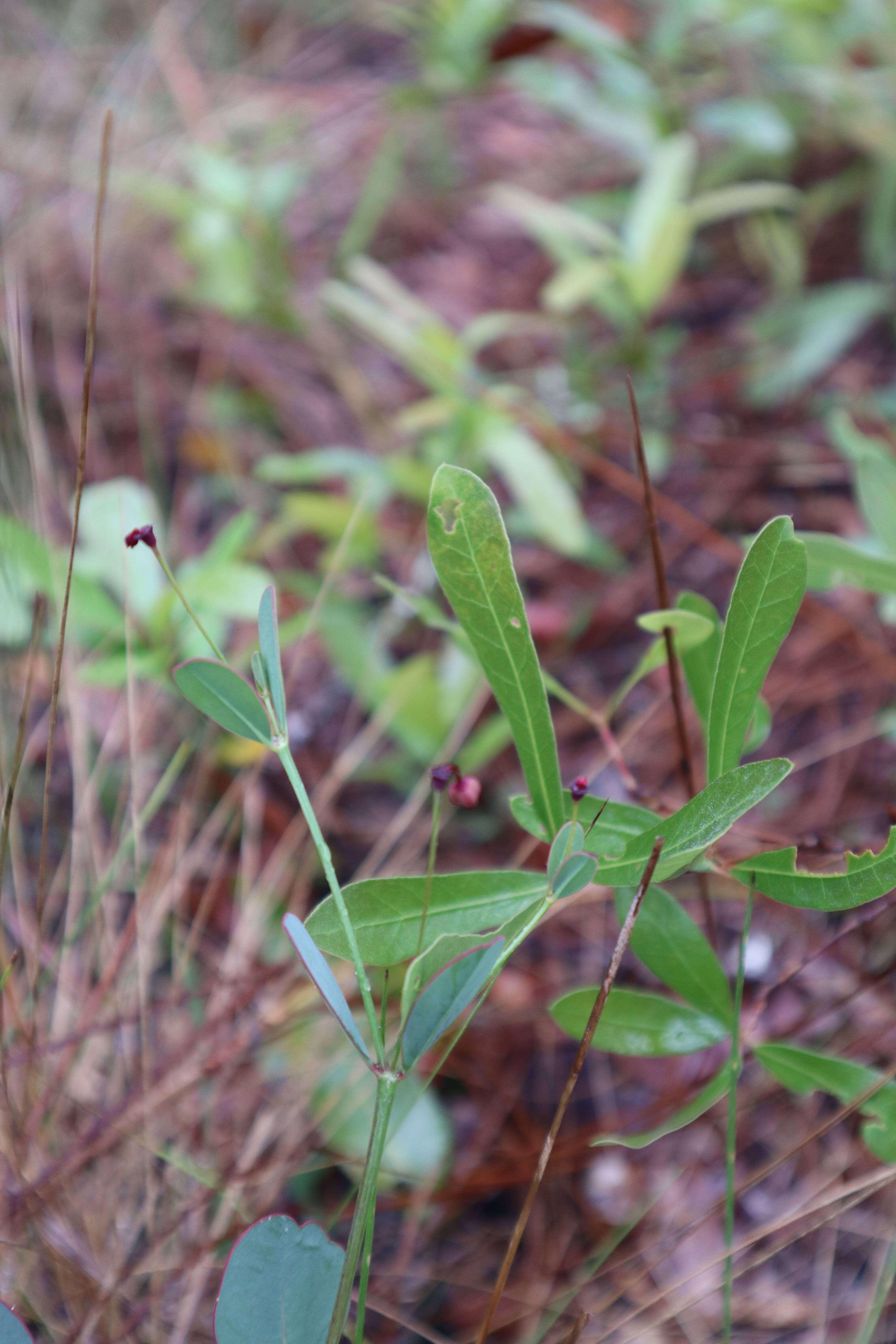 Image of coastal sand spurge