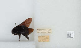 Image of Bombus morio (Swederus 1787)