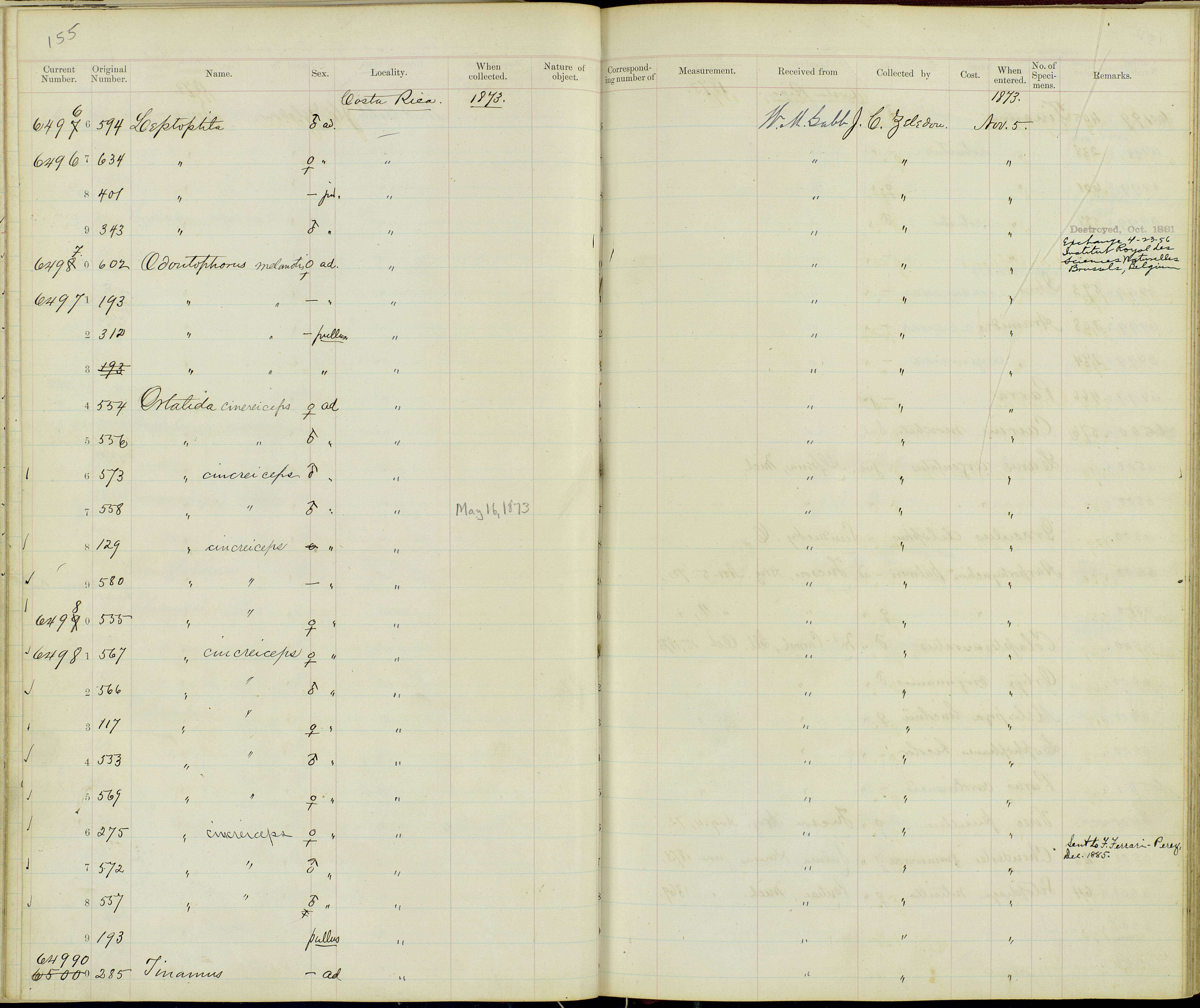 Plancia ëd Ortalis cinereiceps Gray & GR 1867