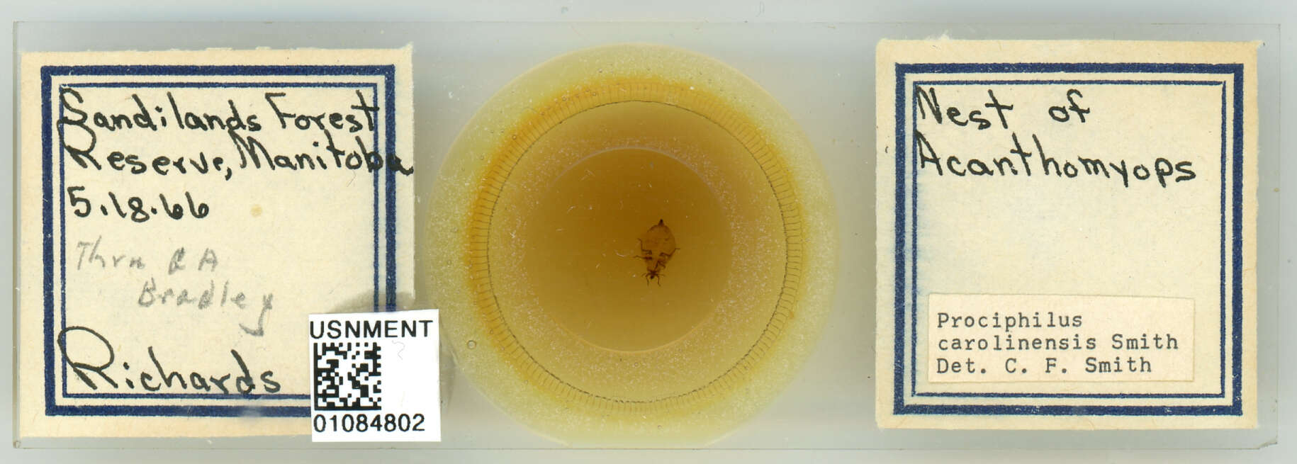 Image of Prociphilus (Prociphilus) carolinensis Smith & C. F. 1969