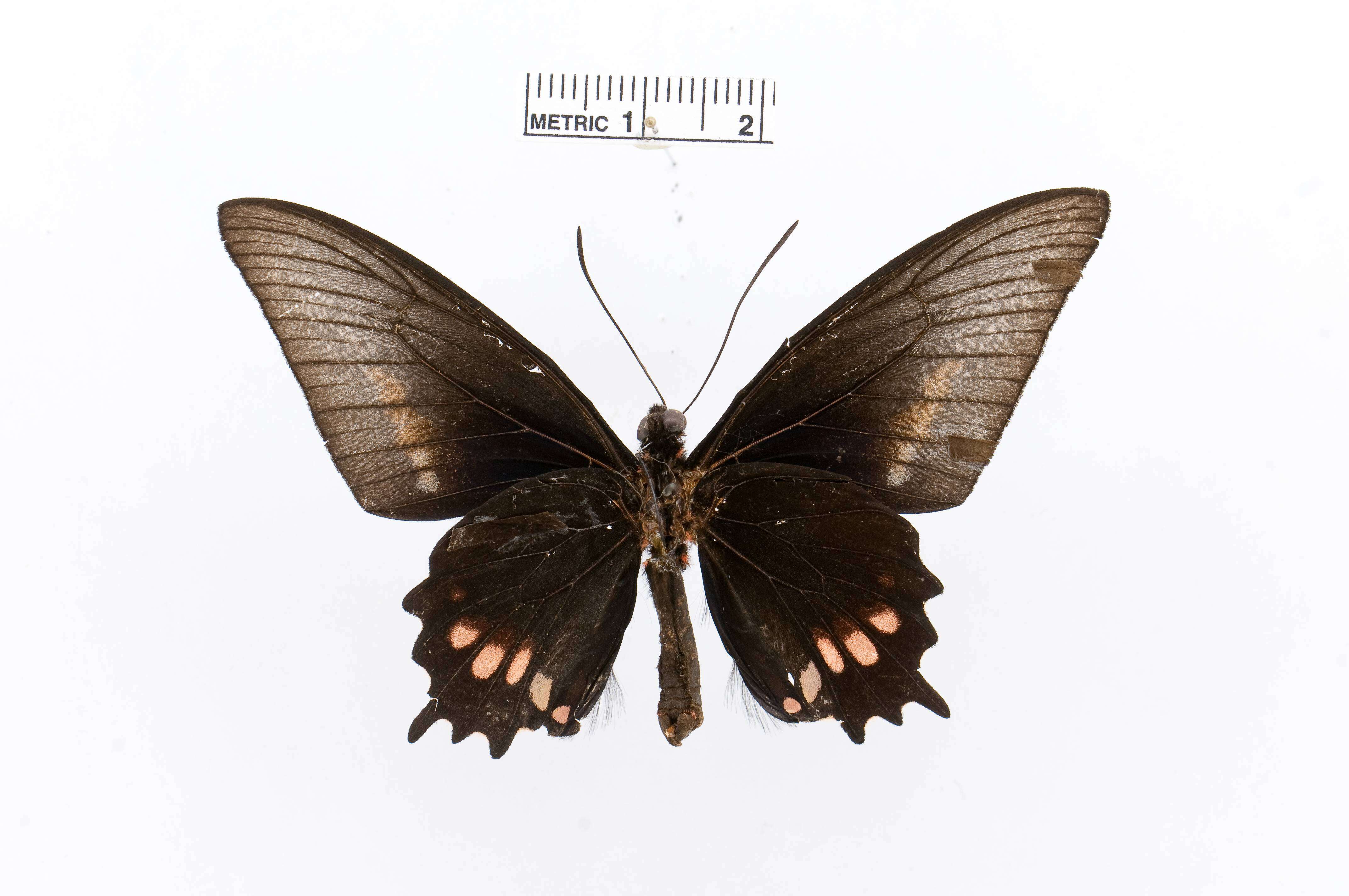 Image of Parides echemon (Hübner 1813)