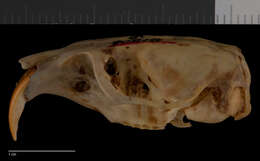 Image of Thomomys atrovarius atrovarius J. A. Allen 1898