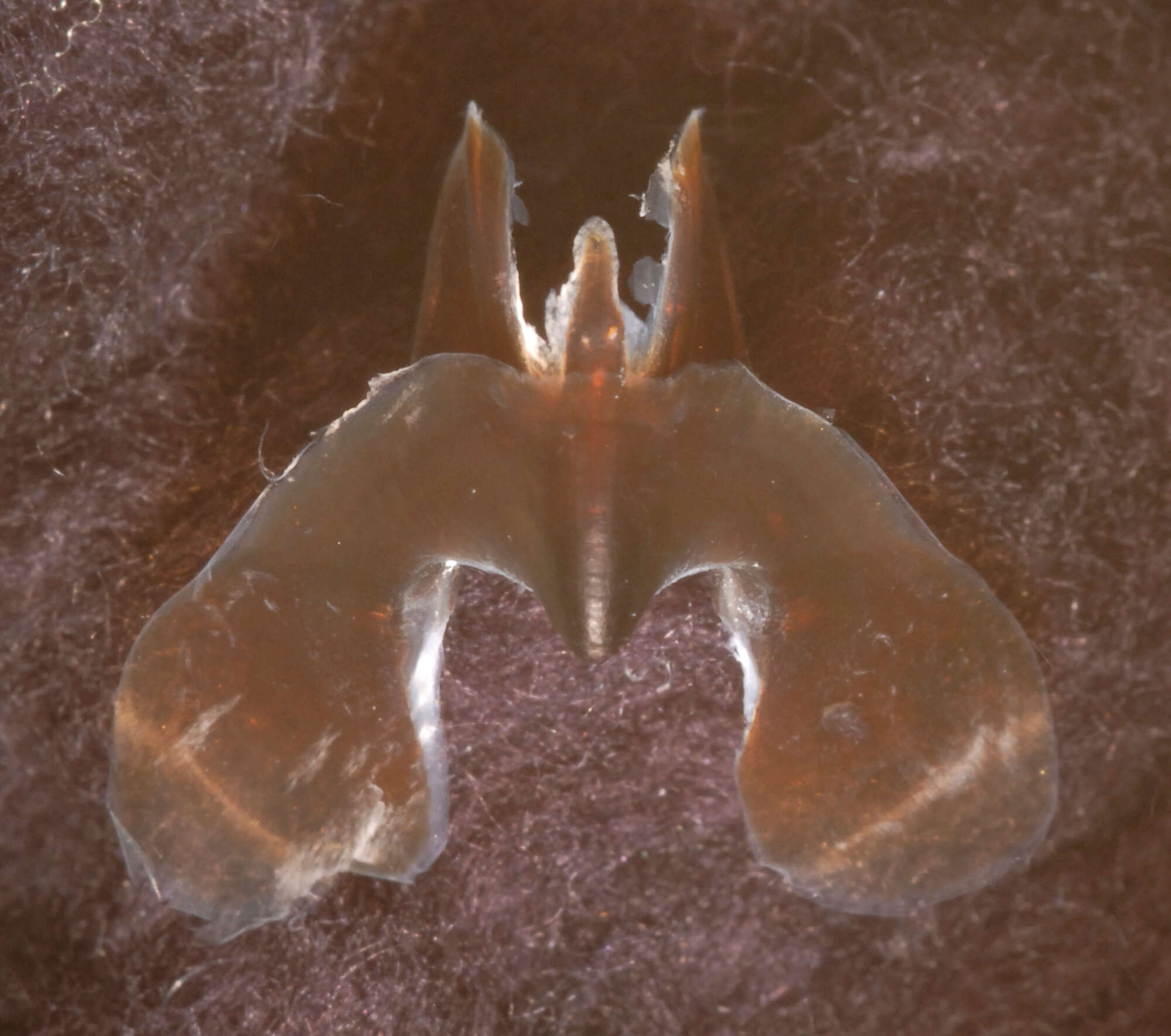 Image of Atlantic bird squid