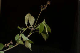 Image of Fridericia pubescens (L.) L. G. Lohmann