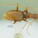 Image of Intermediate Cave Beetle