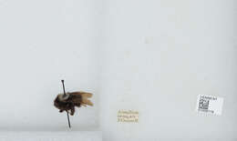 Image of Bombus funebris Smith 1854