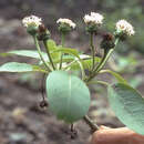 Image of Oparanthus teikiteetinii (Florence & Stuessy) R. K. Shannon & W. L. Wagner