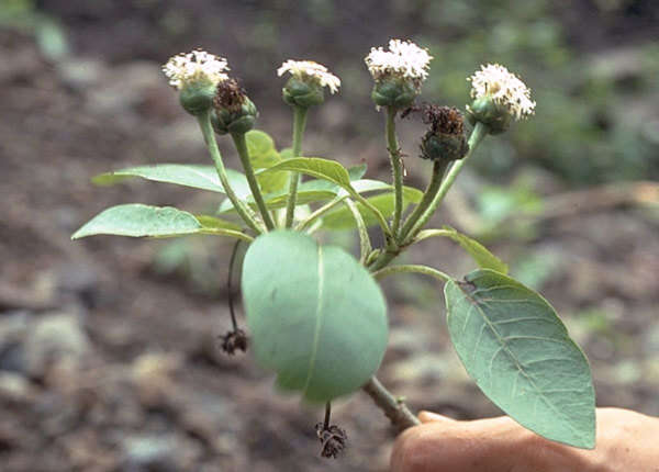 Plancia ëd Oparanthus teikiteetinii (Florence & Stuessy) R. K. Shannon & W. L. Wagner