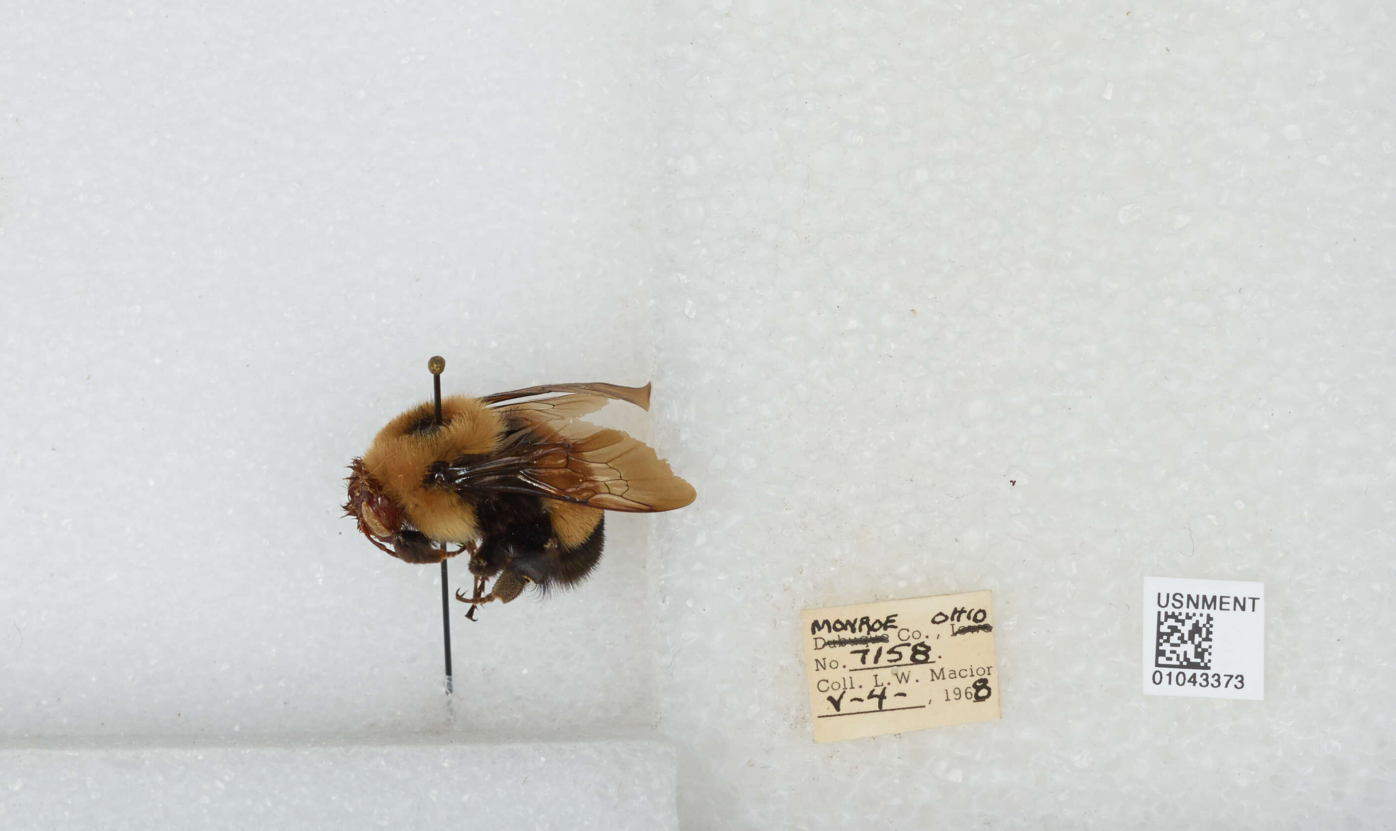 Слика од Bombus affinis Cresson 1864