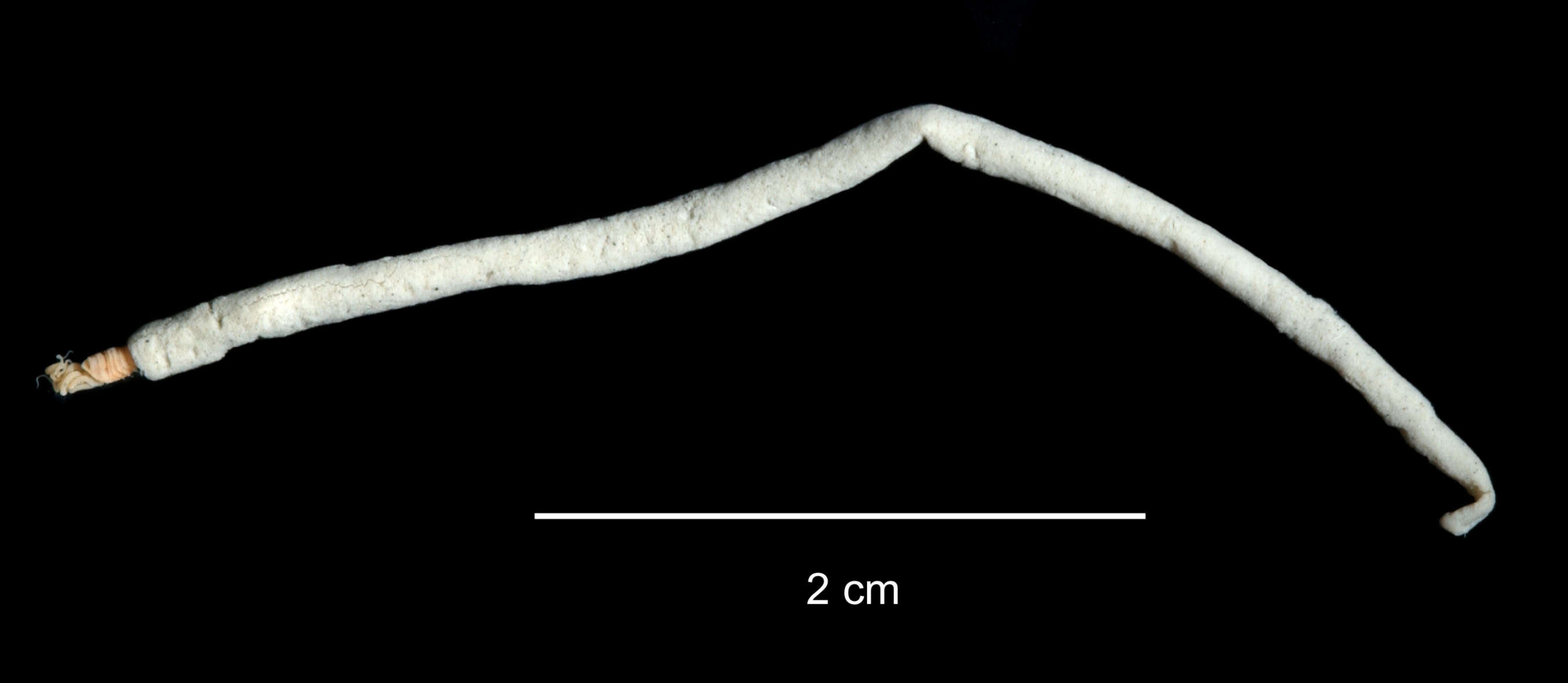 Image of Neosamytha gracilis Hartman 1967