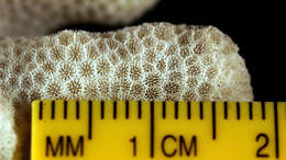 Image of Stony coral