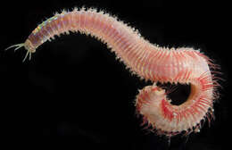Image of red rock worm