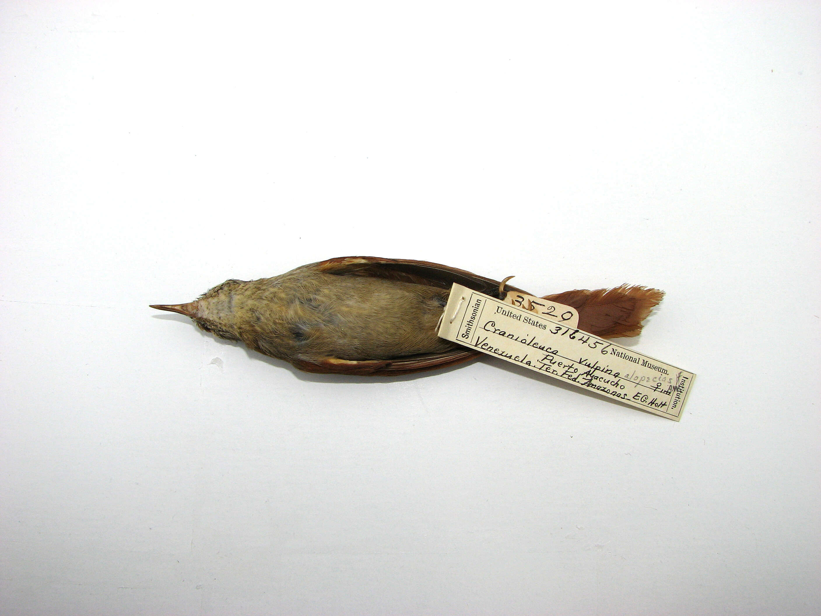 Image of Cranioleuca vulpina alopecias (Pelzeln 1859)