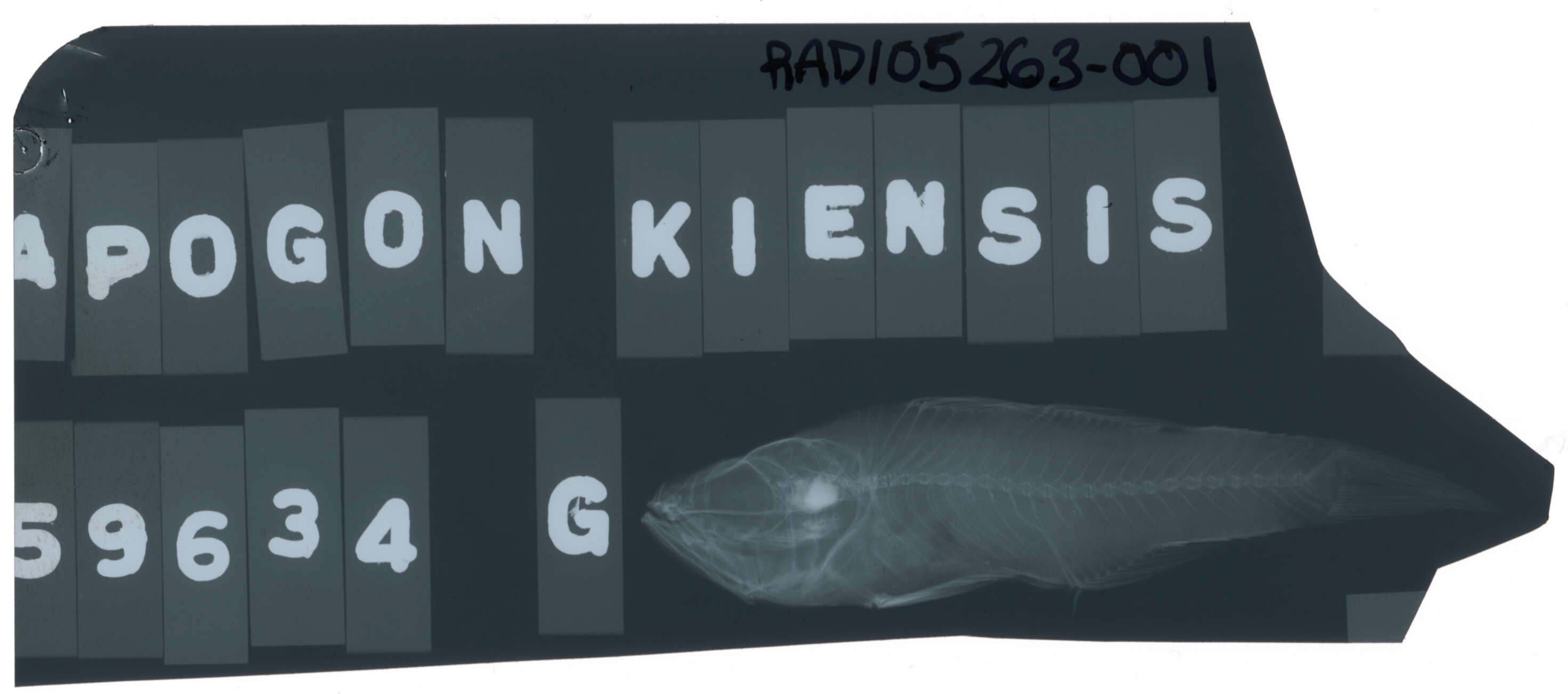 Plancia ëd Ostorhinchus kiensis (Jordan & Snyder 1901)