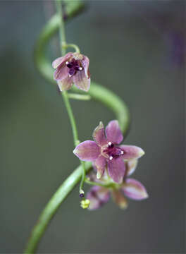 Imagem de Dioscorea trifurcata Hauman