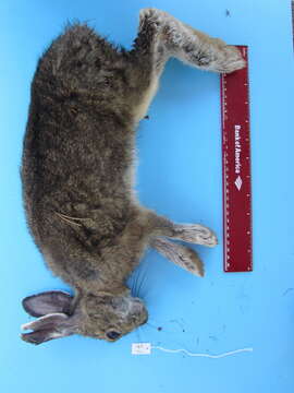 Imagem de Lepus americanus americanus Erxleben 1777