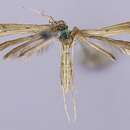 Image of Snout-bean Plume Moth