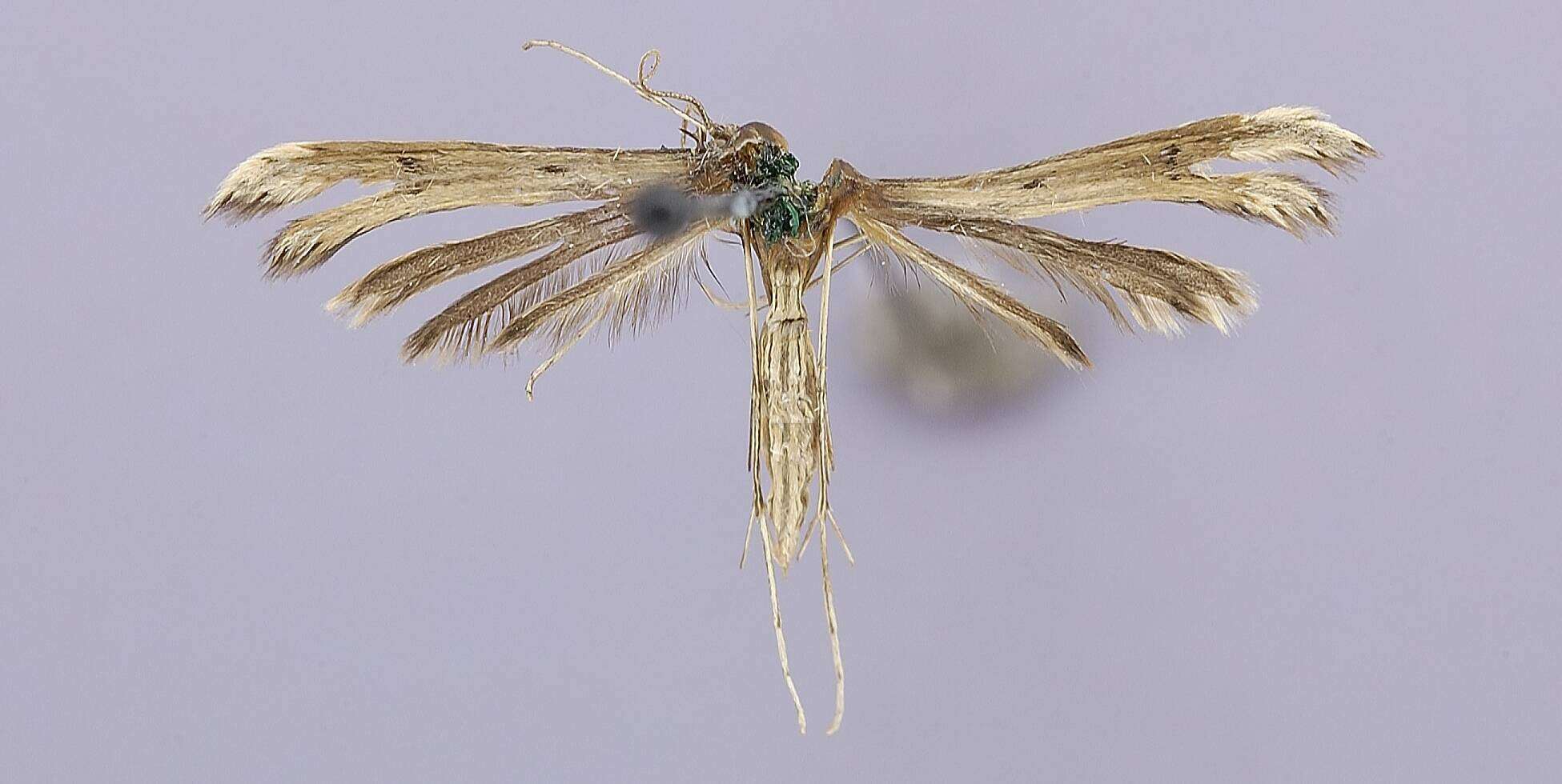 Image of Exelastis rhynchosiae (Dyar 1898)