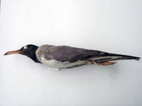 Image of Red Sea black-headed gull