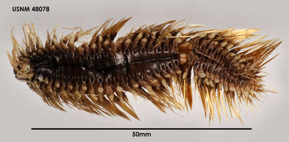 Image of Austrolaenilla hastulifera (Pruvot ex Fauvel 1936)