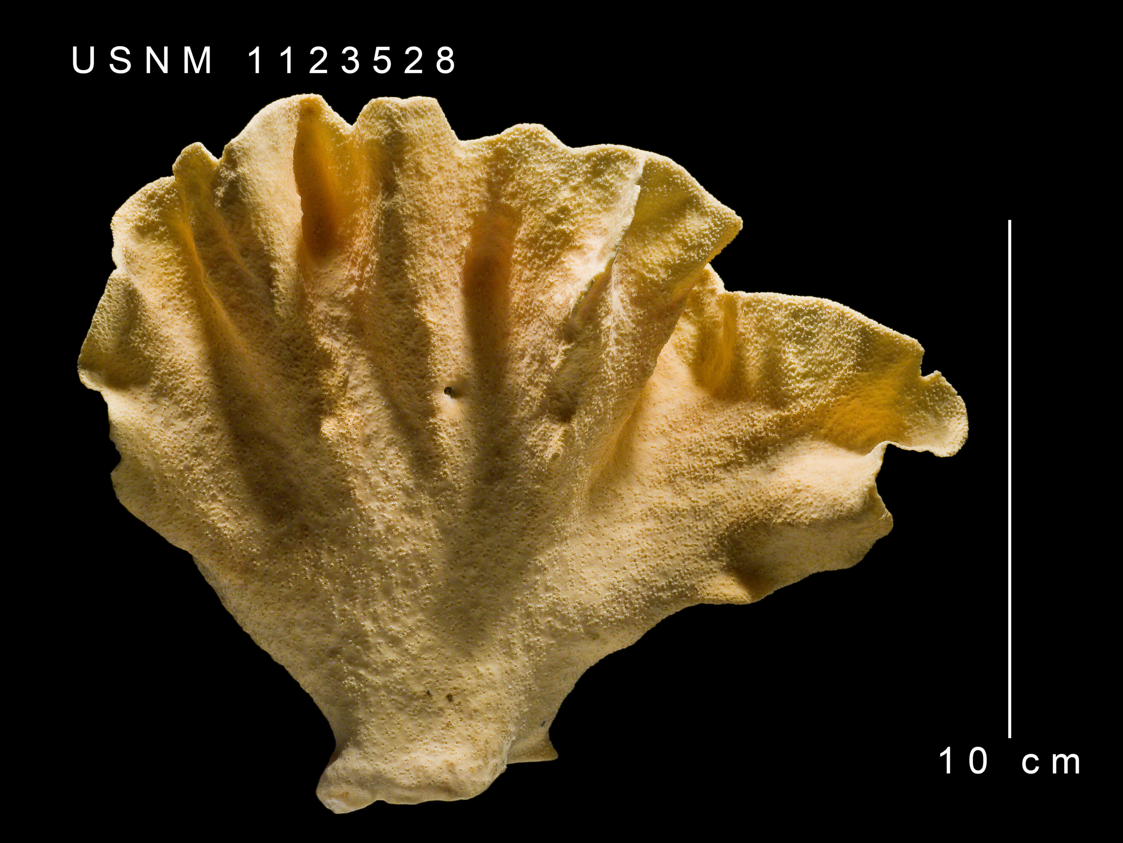 Image of Errinopora undulata Lindner & Cairns 2011