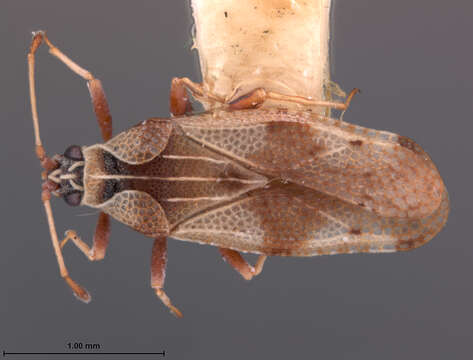 Image of Cysteochila otaviana Drake 1954