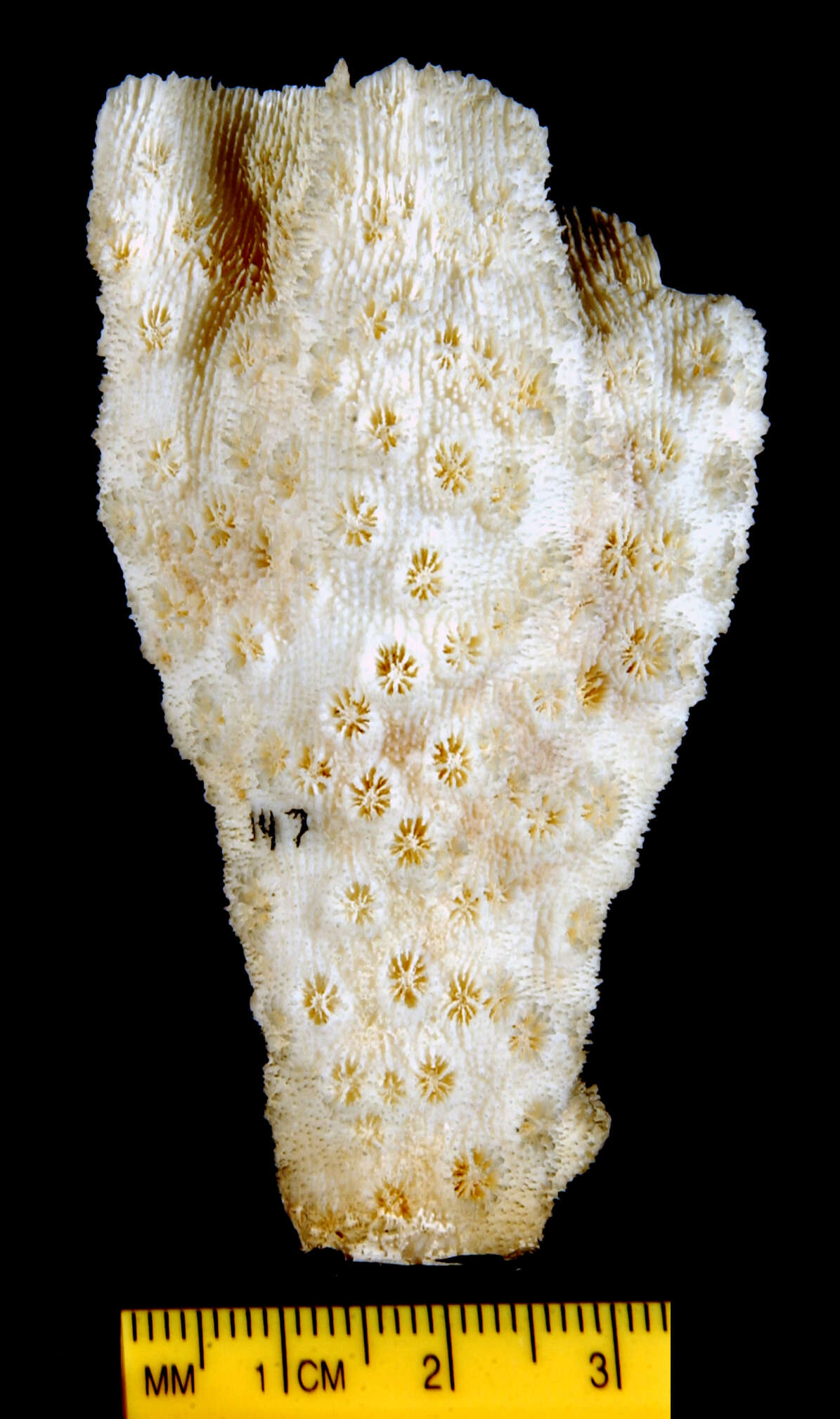 Image of Vase coral