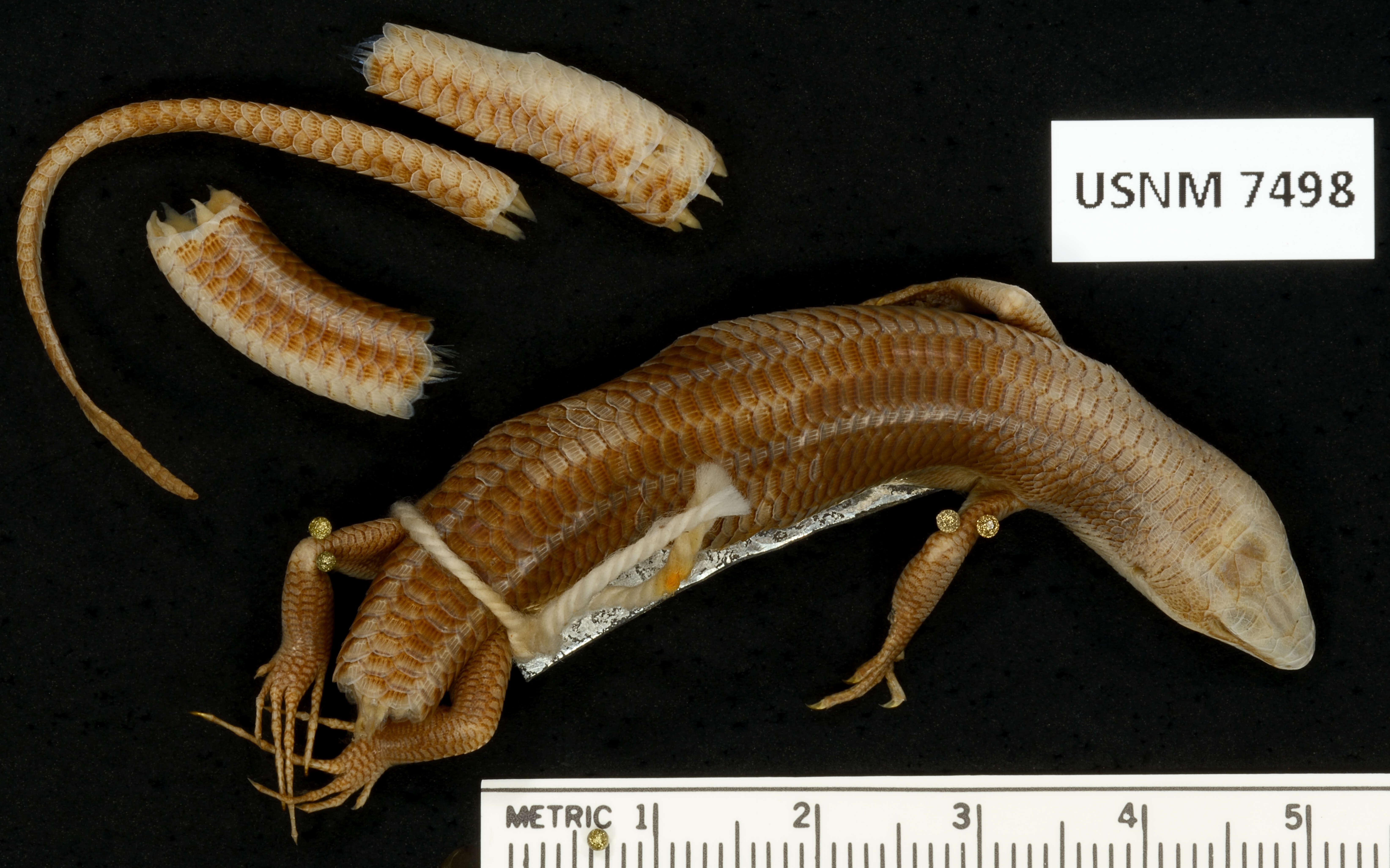 Image of Four-striped Skink