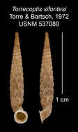 Imagem de Torrecoptis sifontesi C. de la Torre & Bartsch 1972