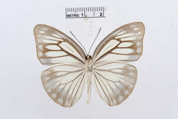 Image of Pareronia boebera (Eschscholtz 1821)