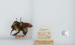 Слика од Bombus fraternus (Smith 1854)