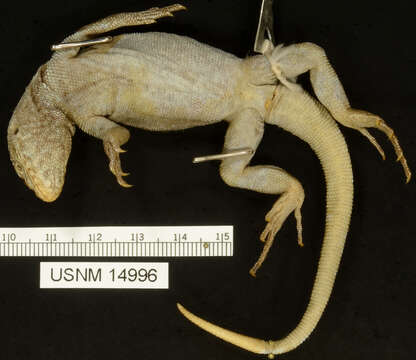 Image of Common Pacific Iguana