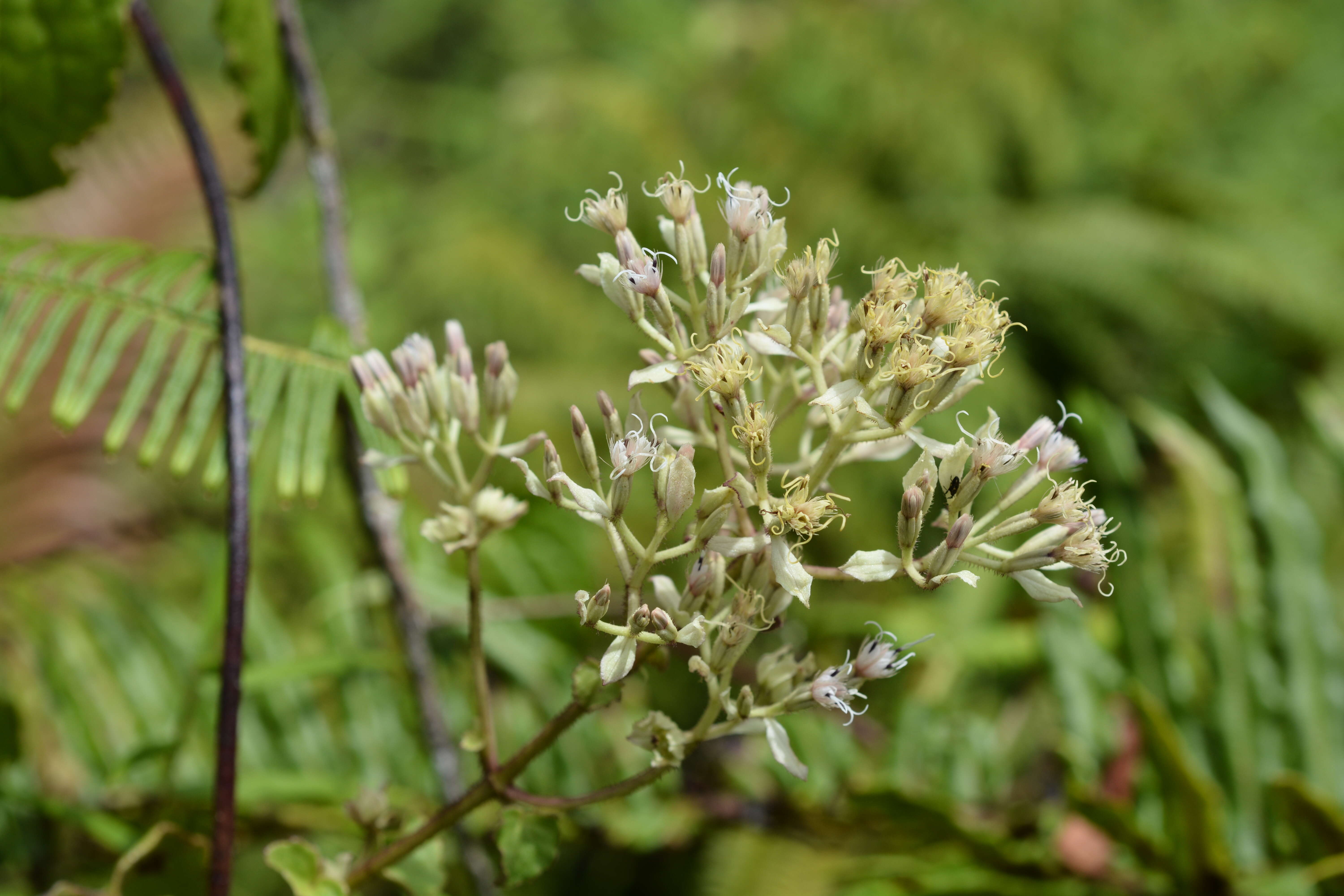 Image of fragile hempvine