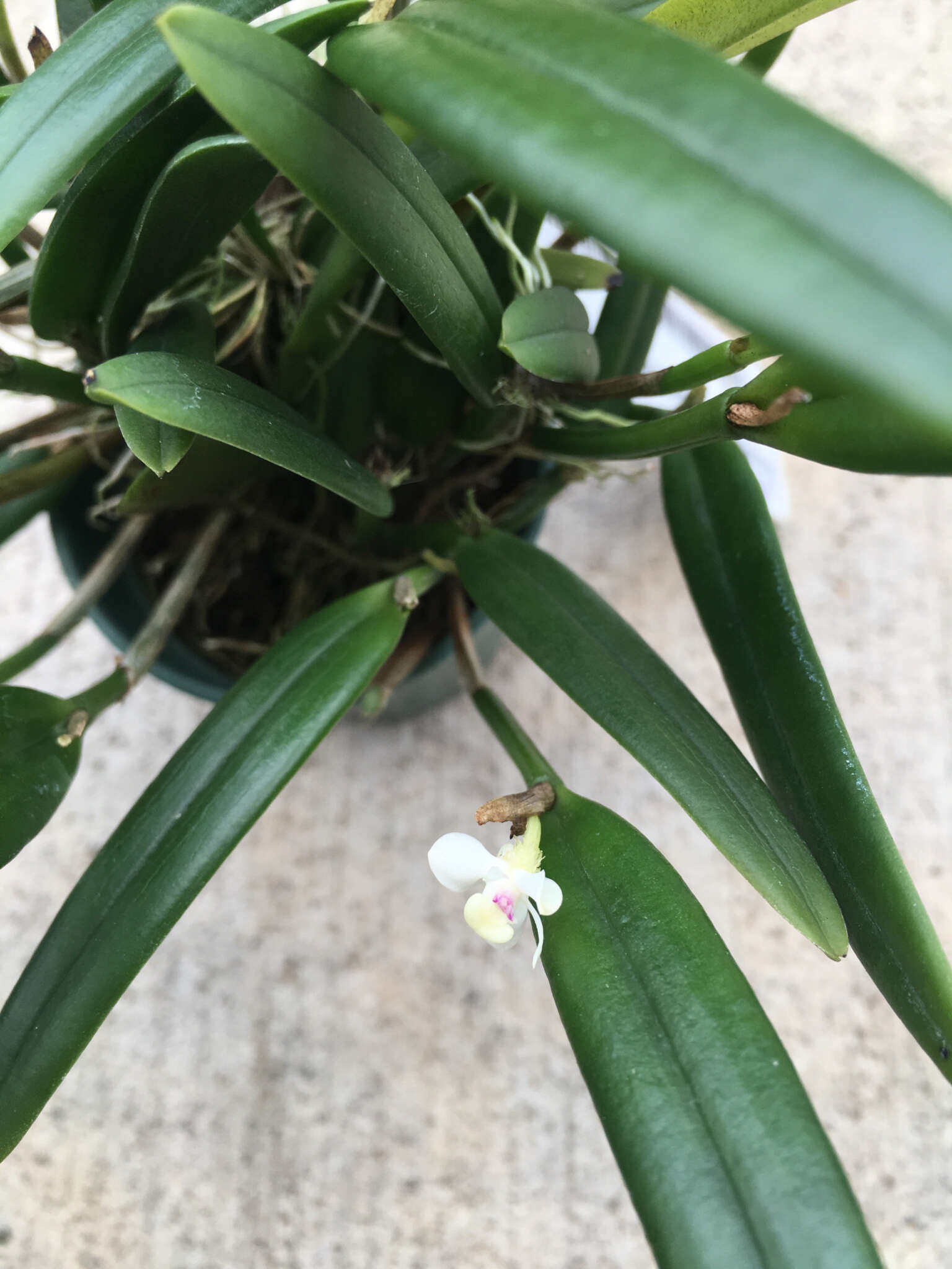 Image of Dendrobium umbellatum (Gaudich.) Rchb. fil.