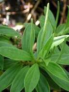 Image of Single-Nerve Peperomia