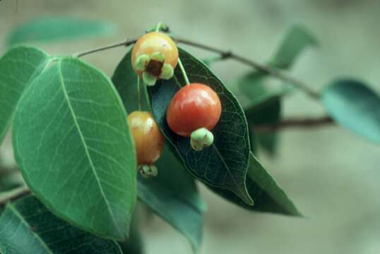 Image de Eugenia pseudopsidium Jacq.